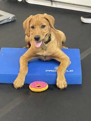 Private puppy training. Taking a break to do puppy agility on a raised mat.