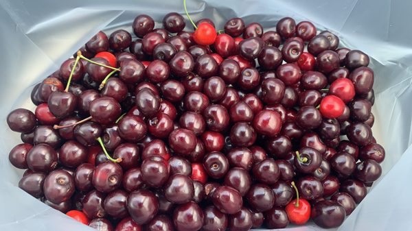 Cherries