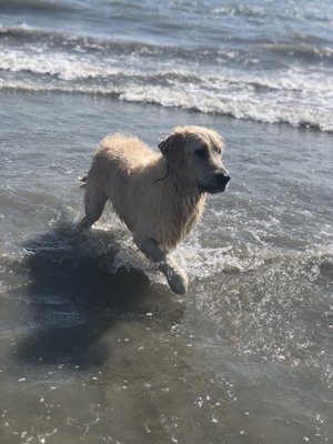 Happy boy at the beach