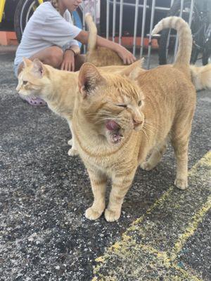 Friendly, shop cats