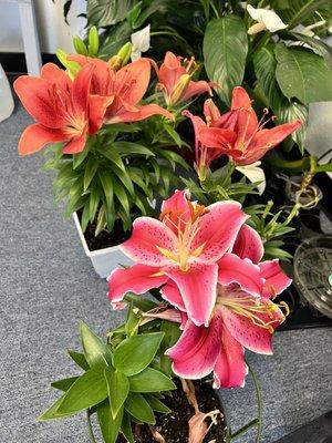 Asiatic Lilies