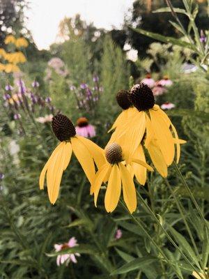 Gray-headed Coneflower (Ratibida pinnata)