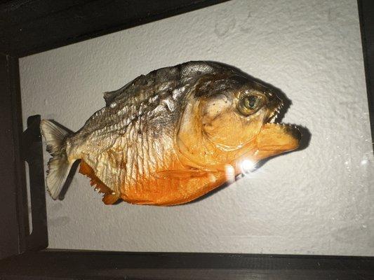 Taxidermy piranha