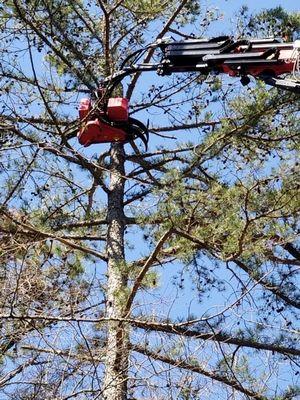 Scurria Tree Experts