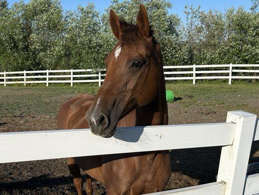 Gorgeous horses