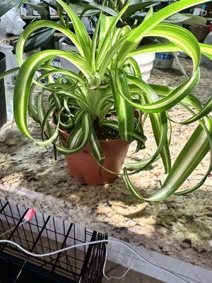 The most healthy, gorgeous spider plant!