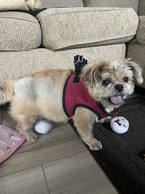 Sadie is always ready for playtime.