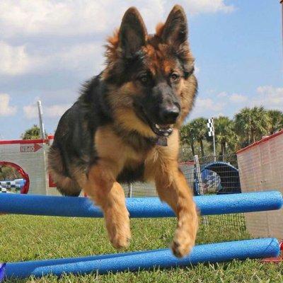 Obedience Dog Training and Behavior Modification Miami