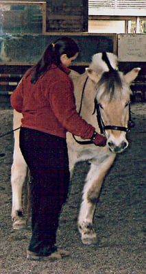 The work in hand is a major part of horse training and learning at NSAE