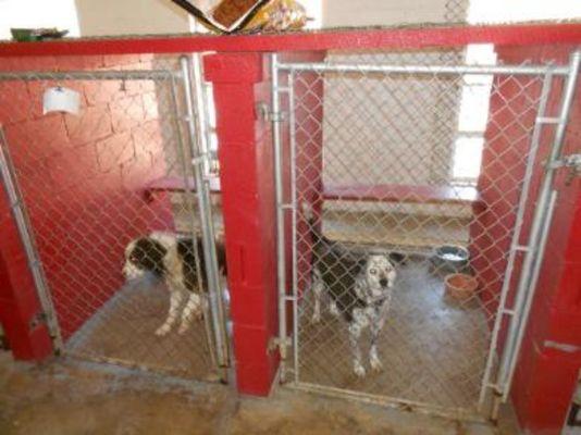 Inside kennel