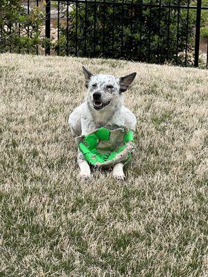 Creature Comforts of Charlotte Pet Sitting