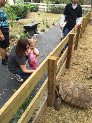 Feeding the turtles