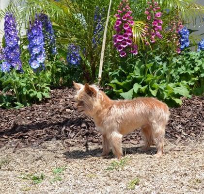 My mixed terrier after his cut and wash