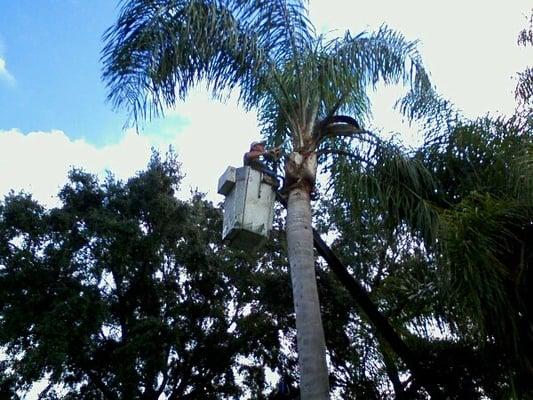 Creeds Tree Service