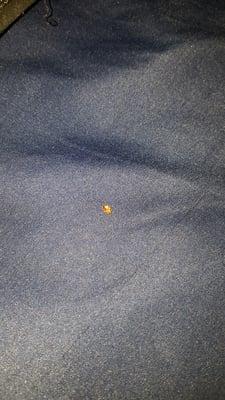 And one of the famous bedbugs they don't tell you about when you sign the lease.