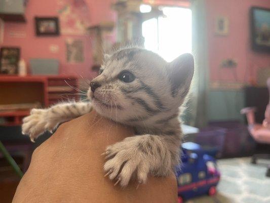 Bengal kitten