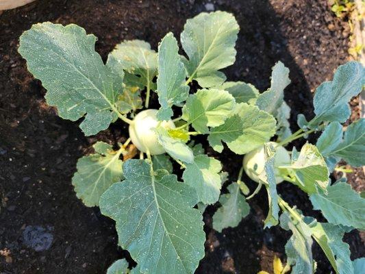 Www.elranchosantia.com
Kohlrabi