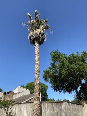 Palm trimming