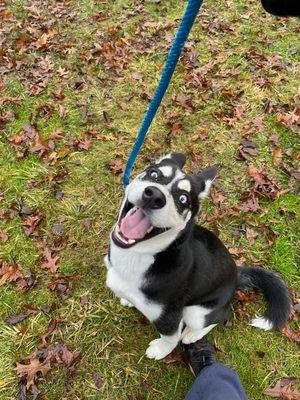 This is my puppy on his nature walk he's happy .