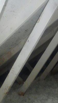 Mold attic