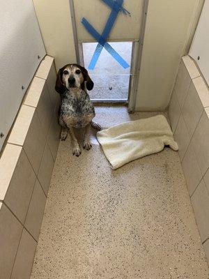 Pippi the hound models what a kennel looks like, she is 70 lbs.  These kennels are a great size for pairs and some trios of dogs.