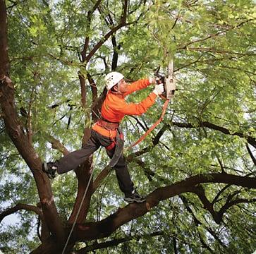 Kathy's Tree & Stump Removal