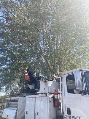 First-Class Tree Removal & Trimming