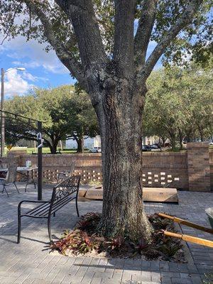 Pavers, tree trimming, plants