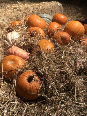 Pumpkins in the hay.