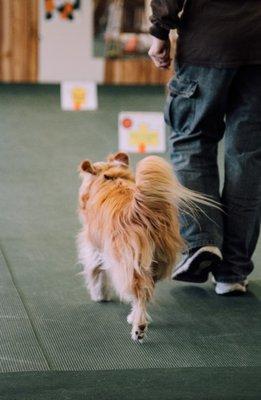 Shelby County Obedience Club