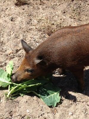 Lunch Time on the Critter Cottage Hobby Farm!