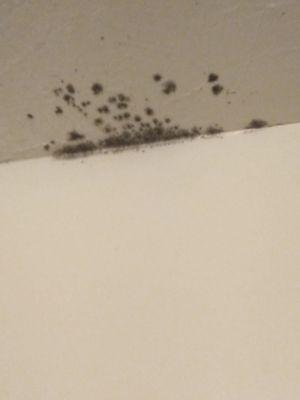 Black mold in restroom