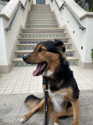 Big Bruna yawn in front of these cute steps on our evening 1 hour dog walk!