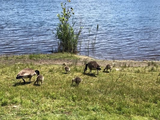 A goose family having lunch, I guess