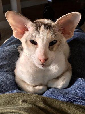 Khali our 3 year old      Peterbald Cat