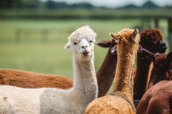 Circus City Alpacas