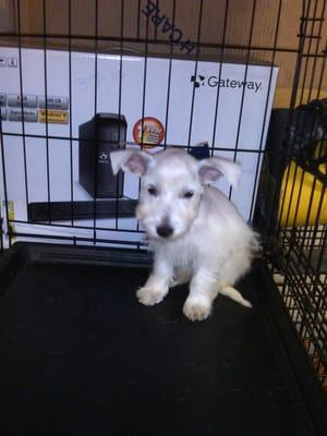 Aww! A white Schnauzer's 1st haircut!