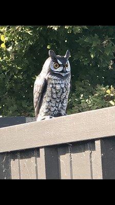 Behind hotel is a spooky faux owl atop garbage enclosure that eerily looks real at night