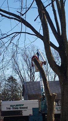 Top Notch Tree & Stump Removal