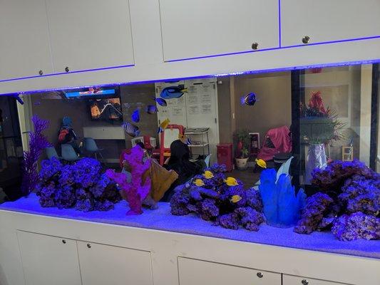 450 Gallon Aquarium in Brooklyn NY