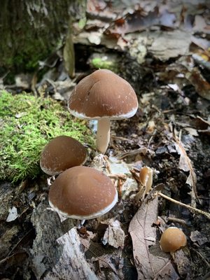 This forest was home to a large variety of mushrooms.