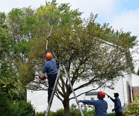 Steve Piper & Sons Tree Service