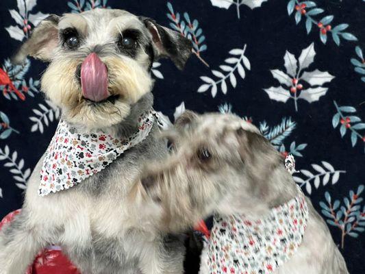 Picture 11 of the series: Baxter loves these "sit still treats", Sassy leans in thinking Joan might just have another one at the ready