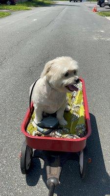 This is my boy Fisher with his haircut from Dog Essentials