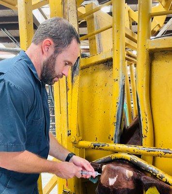 Dr. Panko cattle appointment (cosmetic dehorn)