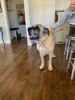 We love cleaning Gus's home. He is a gentle giant at 175 lb and loves to hang out with the cleaners.  BNB Be Clean is pet friendly.