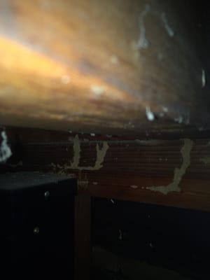 Subterranean termites under a house in San Diego