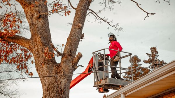 A+ Tree & Snow Removal