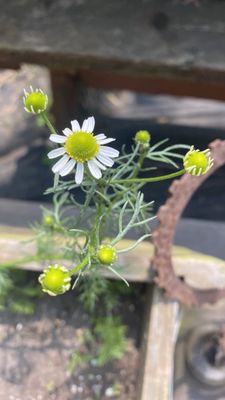 German Chamomile