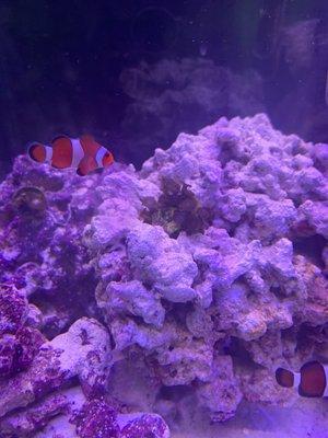 Ultimate Reefs and Aquariums